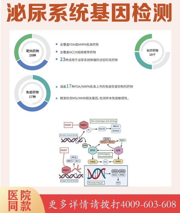 Alport综合征相关基因测序