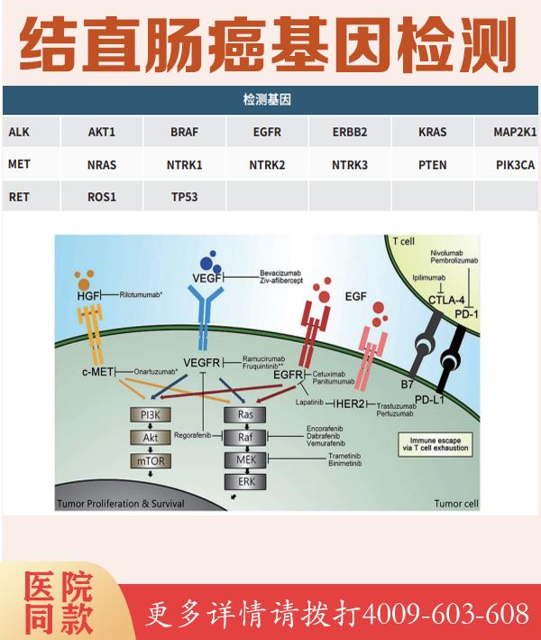 CADASIL病突变筛查