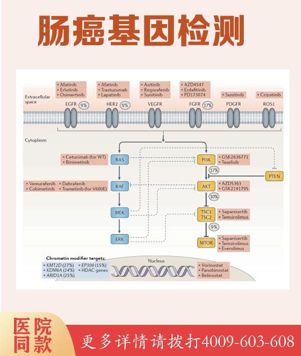 外周血淋巴细胞染色体核型分析